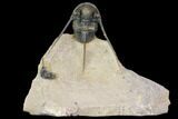 Cyphaspis Trilobite With Translucent Shell - Foum Zguid, Morocco #146770-1